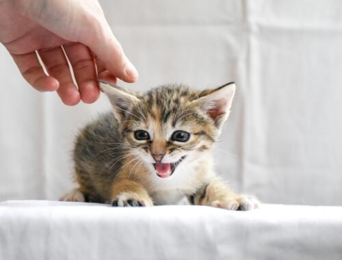 estrategias-eficazes-para-administrar-medicamentos-a-caes-e-gatos-pixabay-2