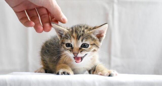 estrategias-eficazes-para-administrar-medicamentos-a-caes-e-gatos-pixabay-2