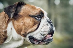 hipertensao-em-animais-exige-diagnostico-preciso-e-monitoramento-continuo-pixabay-1