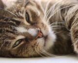 hipertensao-em-animais-exige-diagnostico-preciso-e-monitoramento-continuo-pixabay-2