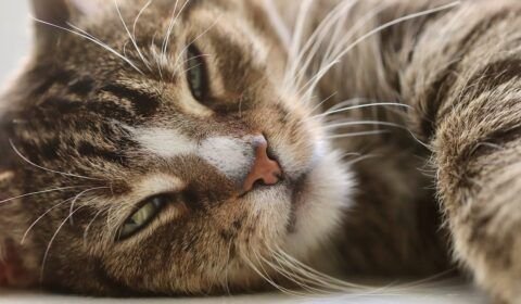 hipertensao-em-animais-exige-diagnostico-preciso-e-monitoramento-continuo-pixabay-2