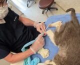 esporotricose-felina-se-espalha-e-coloca-saude-publica-em-risco-divulgacao