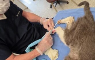 esporotricose-felina-se-espalha-e-coloca-saude-publica-em-risco-divulgacao