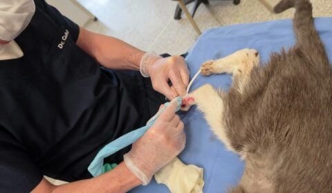 esporotricose-felina-se-espalha-e-coloca-saude-publica-em-risco-divulgacao