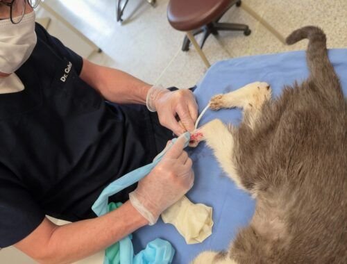 esporotricose-felina-se-espalha-e-coloca-saude-publica-em-risco-divulgacao