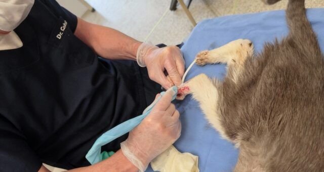 esporotricose-felina-se-espalha-e-coloca-saude-publica-em-risco-divulgacao