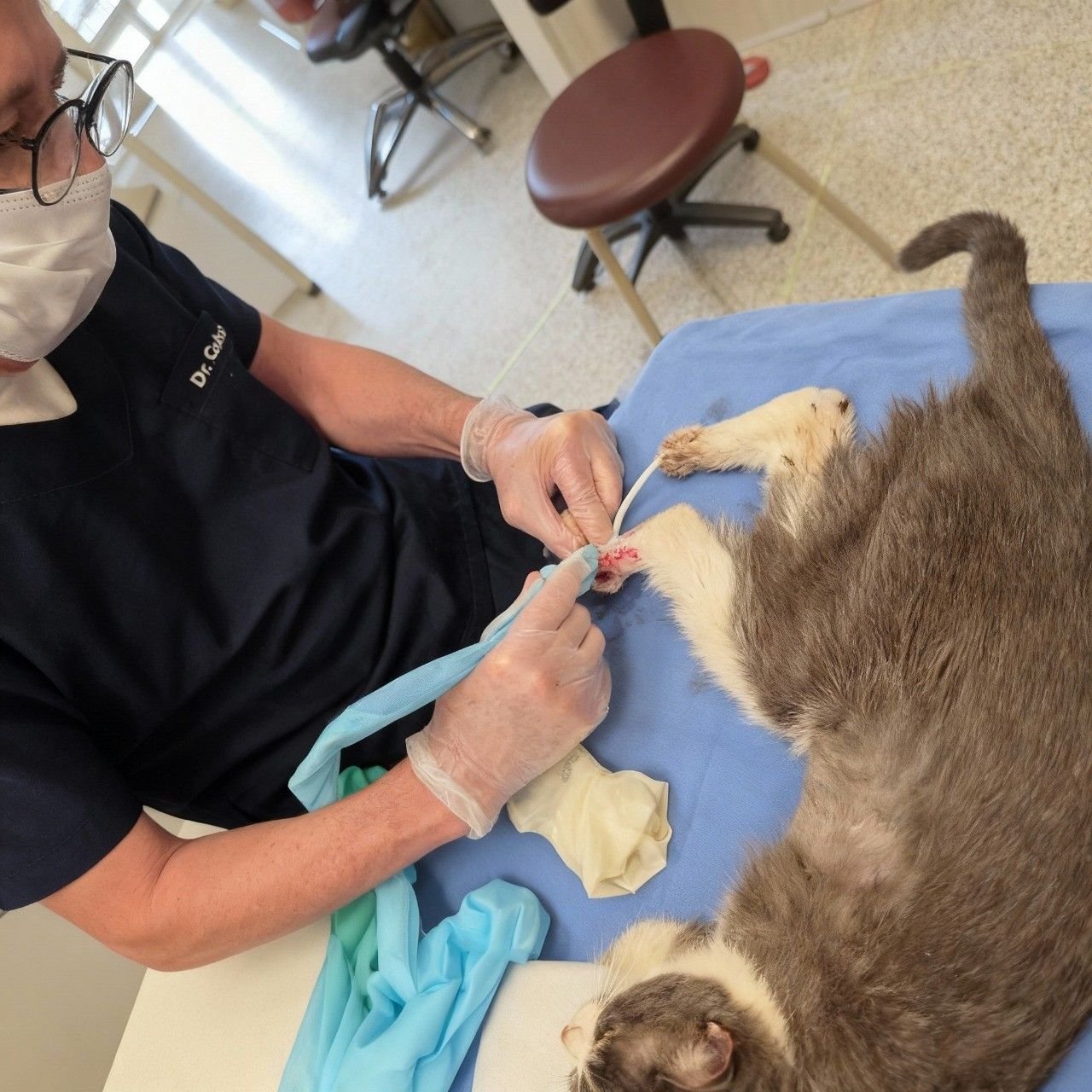 esporotricose-felina-se-espalha-e-coloca-saude-publica-em-risco-divulgacao