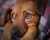 o-que-as-convulsoes-revelam-sobre-a-saude-dos-caes-pixabay-2