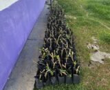 prefeitura-de-manaus-reforca-a