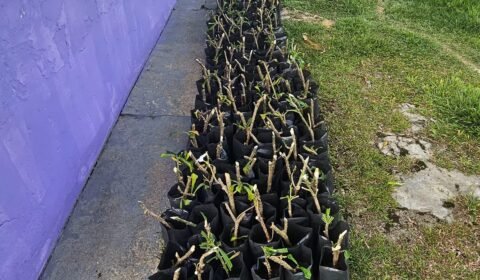 prefeitura-de-manaus-reforca-a