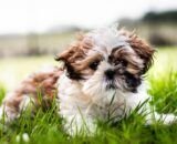 a-escolha-por-pets-no-natal-e-os-impactos-para-a-rotina-das-familias-pixabay-2