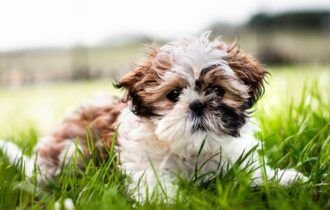 a-escolha-por-pets-no-natal-e-os-impactos-para-a-rotina-das-familias-pixabay-2