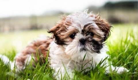 a-escolha-por-pets-no-natal-e-os-impactos-para-a-rotina-das-familias-pixabay-2