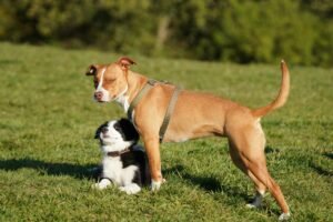 encontros-presentes-e-convivencia-no-amigo-secreto-dos-tutores-de-pets-divulgacao-1