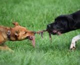 encontros-presentes-e-convivencia-no-amigo-secreto-dos-tutores-de-pets-divulgacao-2