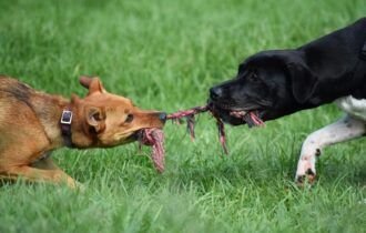 encontros-presentes-e-convivencia-no-amigo-secreto-dos-tutores-de-pets-divulgacao-2