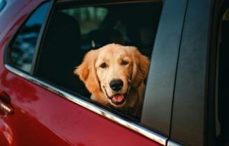 quando-a-mala-inclui-quatro-patas-viagens-de-fim-de-ano-com-pets-pedem-planejamento-pexels-1