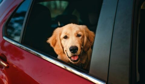 quando-a-mala-inclui-quatro-patas-viagens-de-fim-de-ano-com-pets-pedem-planejamento-pexels-1