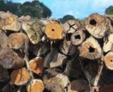 decisao-obriga-fraudadores-a-p