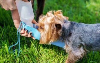 altas-temperaturas-mudam-a-rotina-dos-pets-e-exigem-novos-cuidados-dos-tutores-divulgacao-2