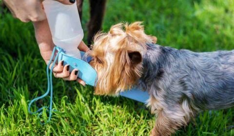 altas-temperaturas-mudam-a-rotina-dos-pets-e-exigem-novos-cuidados-dos-tutores-divulgacao-2