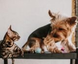 introducao-planejada-define-a-relacao-entre-caes-e-gatos-em-casa-pexels-2