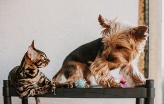 introducao-planejada-define-a-relacao-entre-caes-e-gatos-em-casa-pexels-2