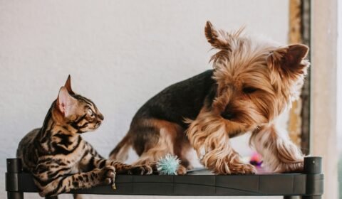 introducao-planejada-define-a-relacao-entre-caes-e-gatos-em-casa-pexels-2