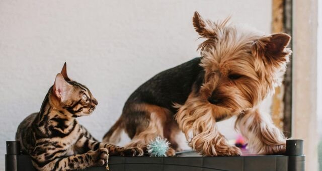 introducao-planejada-define-a-relacao-entre-caes-e-gatos-em-casa-pexels-2