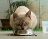 Verão exige atenção à hidratação e à alimentação de cães e gatos