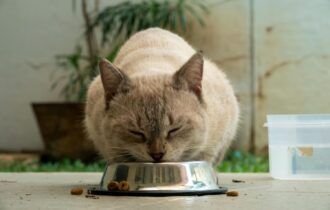 Verão exige atenção à hidratação e à alimentação de cães e gatos