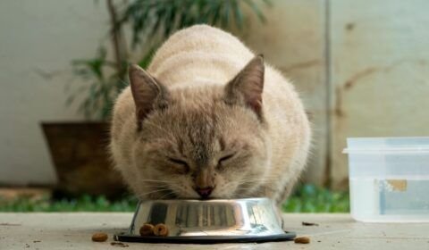 Verão exige atenção à hidratação e à alimentação de cães e gatos