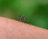 aedes-aegypti-mosquito-2026-01-07-02-20-31-utc