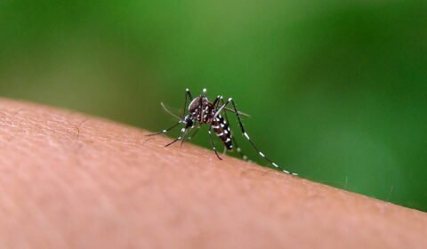 aedes-aegypti-mosquito-2026-01-07-02-20-31-utc