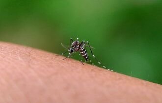 aedes-aegypti-mosquito-2026-01-07-02-20-31-utc
