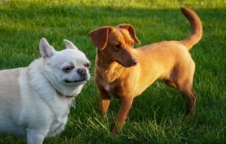 conheca-estrategias-para-desenvolver-a-cognicao-dos-caes-em-casa-e-na-rua-pexels-1