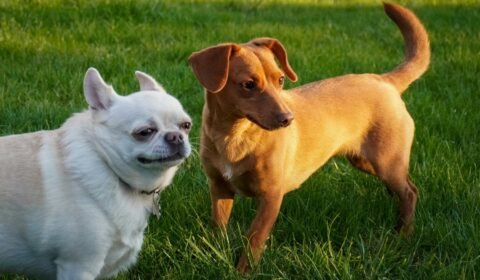 conheca-estrategias-para-desenvolver-a-cognicao-dos-caes-em-casa-e-na-rua-pexels-1