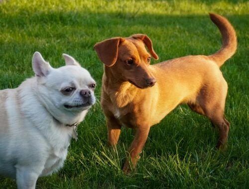 conheca-estrategias-para-desenvolver-a-cognicao-dos-caes-em-casa-e-na-rua-pexels-1