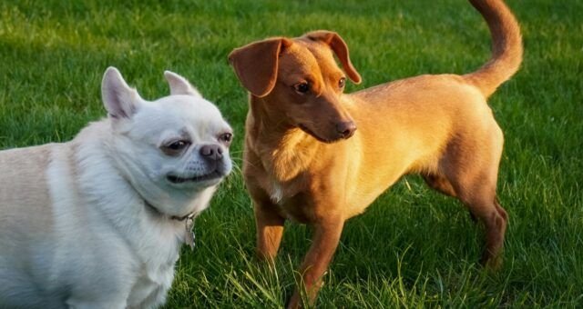 conheca-estrategias-para-desenvolver-a-cognicao-dos-caes-em-casa-e-na-rua-pexels-1