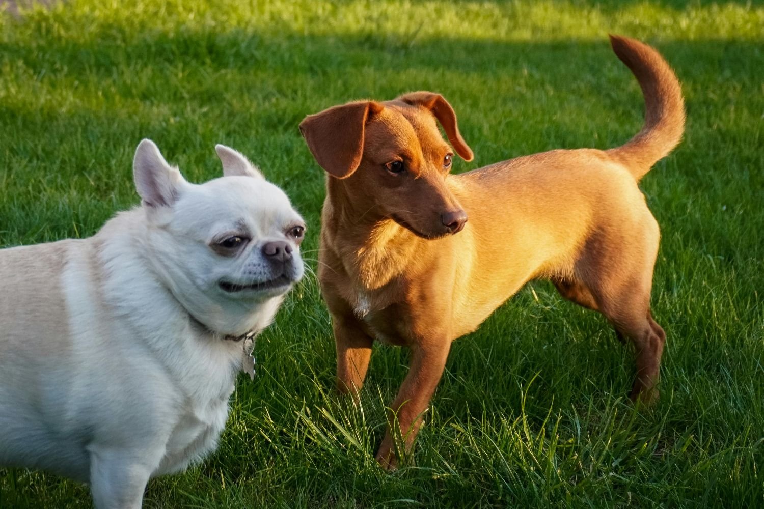 conheca-estrategias-para-desenvolver-a-cognicao-dos-caes-em-casa-e-na-rua-pexels-1