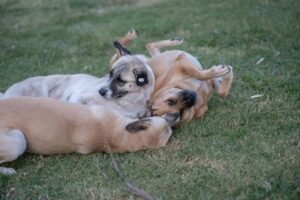 conheca-estrategias-para-desenvolver-a-cognicao-dos-caes-em-casa-e-na-rua-pexels-2