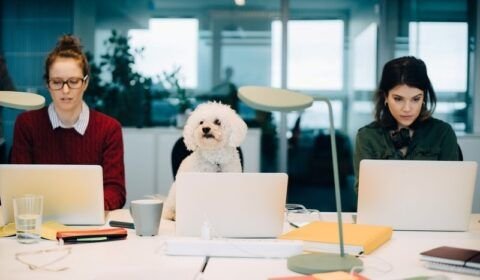 Empresas incorporam pets à rotina corporativa