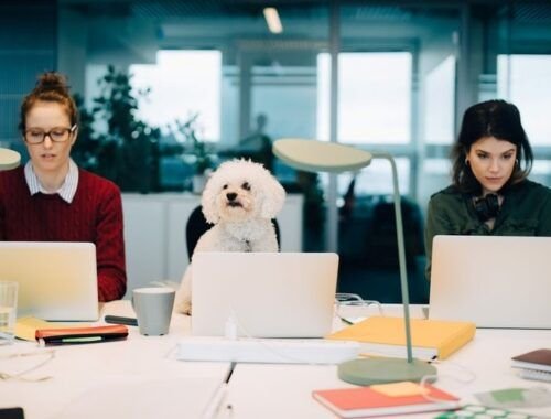 Empresas incorporam pets à rotina corporativa