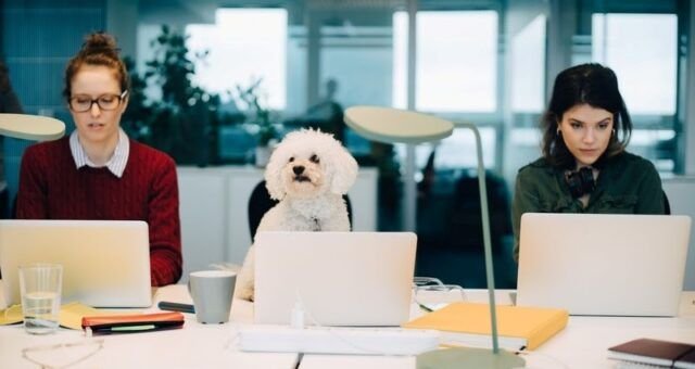 Empresas incorporam pets à rotina corporativa