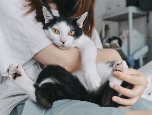 relacao-entre-tutor-e-pet-vai-alem-de-comandos-divulgacao-2