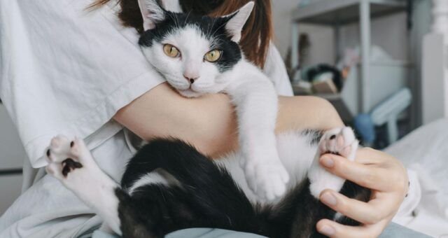 relacao-entre-tutor-e-pet-vai-alem-de-comandos-divulgacao-2