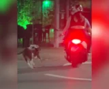 casal-e-flagrado-arrastando-cachorro-pela-coleira-ao-andar-de-moto