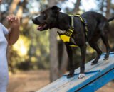 como-caes-treinados-evitam-tra