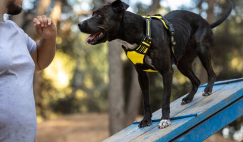 como-caes-treinados-evitam-tra