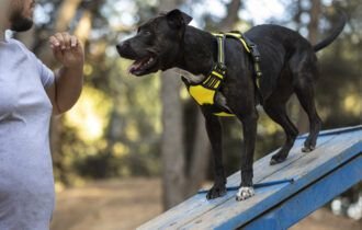 como-caes-treinados-evitam-tra